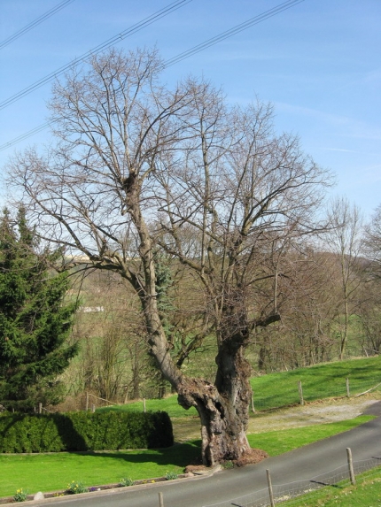Bild 2 von 1 Linde 